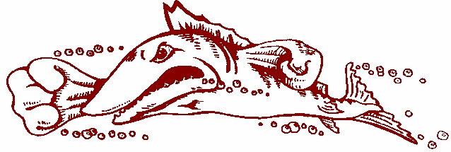muskie
